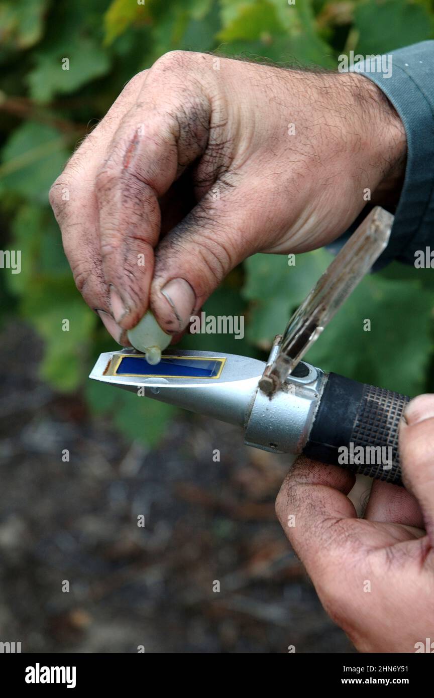 FRANCIA. CHARENTE-MARITIME (17). ISOLA DI OLERON. PROVA DELL'UVA PRIMA DELLA VENDEMMIA. Foto Stock