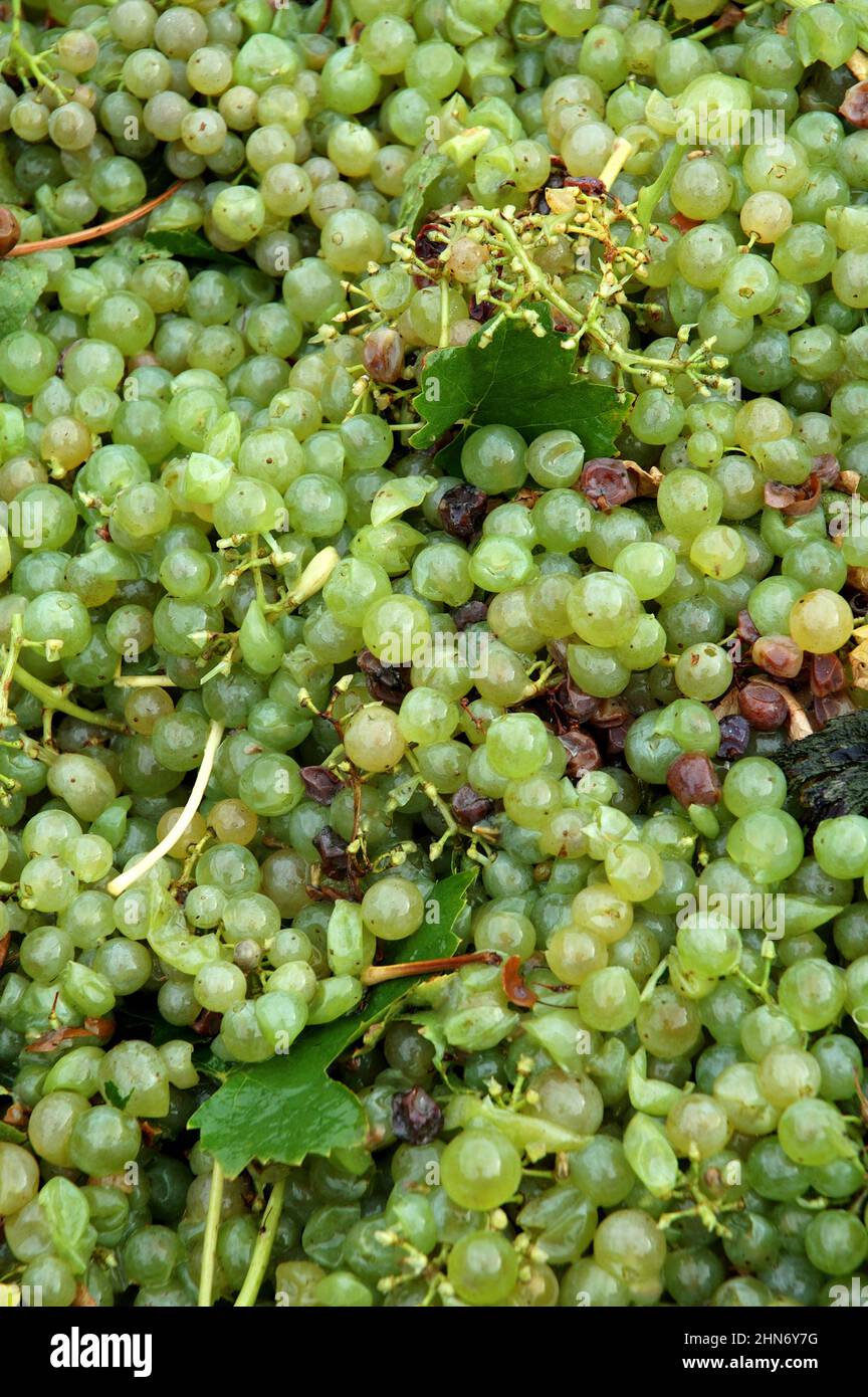 FRANCIA. CHARENTE-MARITIME (17). ISOLA DI OLERON. VENDEMMIA PER VINIFICAZIONE, PINEAU O COGNAC. Foto Stock