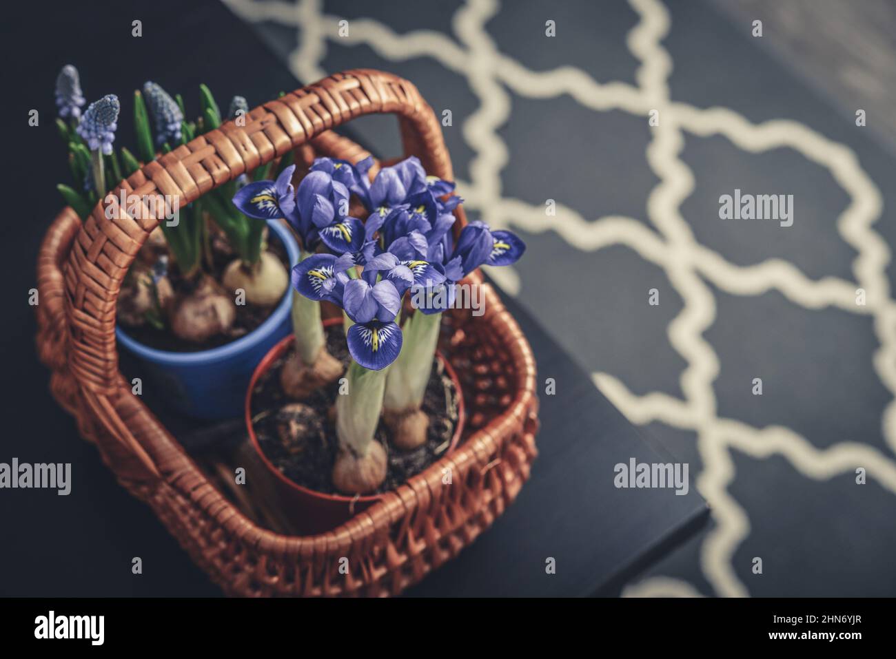 Muscari fiori e mini iris in un cestino di vimini su sfondo scuro primo piano Foto Stock