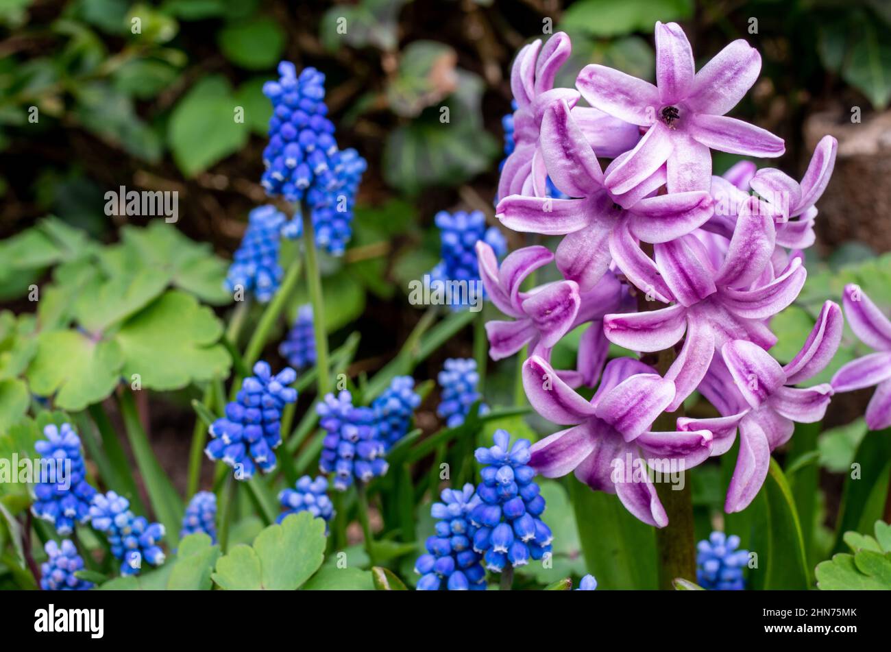 fiori di giacinto viola e piante di muscari, giardinaggio, sfondo primaverile Foto Stock