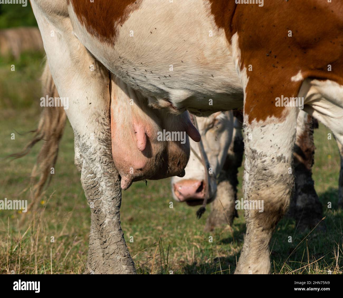 Primo piano di una grossa mammifero, fango secco sulla gamba, molte mosche su una mucca in un campo durante una giornata di sole Foto Stock