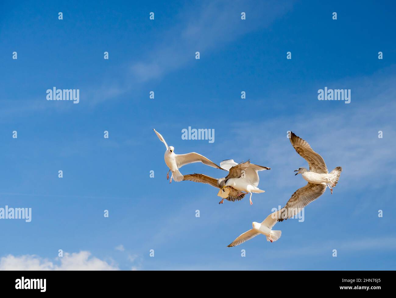 Volare gabbiani di aringhe che lottano per il cibo Foto Stock
