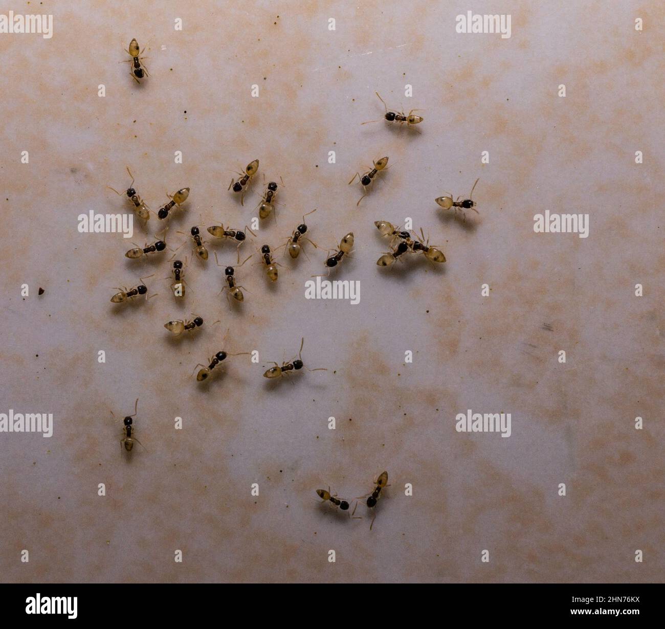Le formiche fantasma (Tapinoma melanocephalum) finiscono con gocce di qualcosa di dolce su un bancone di piastrelle Foto Stock