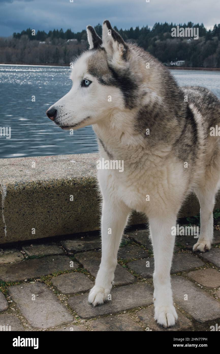 Cane da Husky siberiano al lago Capitol guardando le anatre a Olympia, Washington Foto Stock