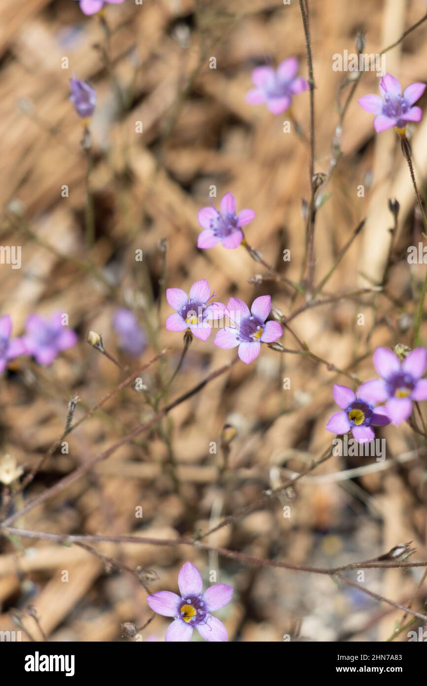 Viola fioritura terminale cyme infiorescenze di Saltugilia Splendens, Polemoniaceae, pianta nativa annuale nei Monti San Gabriel, estate. Foto Stock