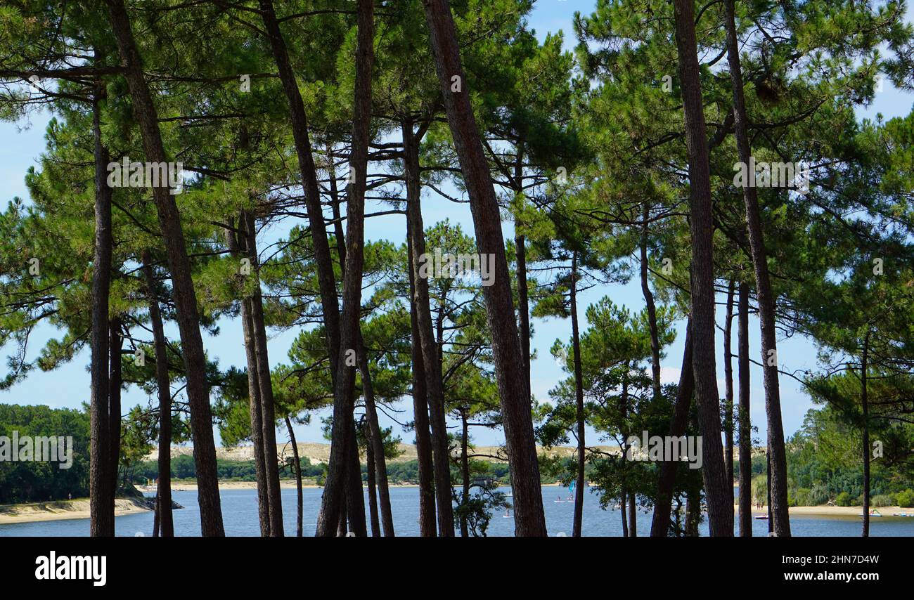 Foresta di pini nel dipartimento delle Landes in Francia Foto Stock