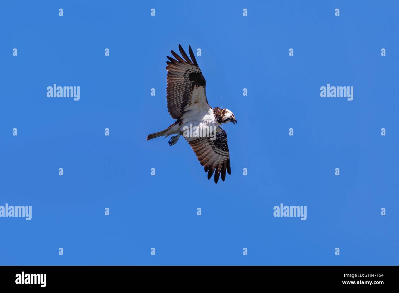 Un Osprey scuotendo l'acqua dalle sue piume come un cane bagnato mentre si aggetta a metà volo contro un cielo blu. Foto Stock