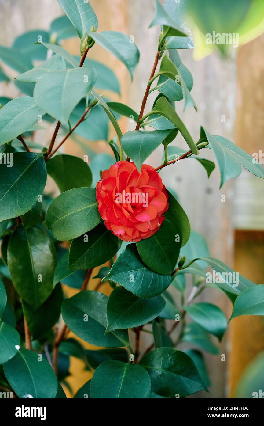 Camellia rossa japonica o cravatta nera camellia pianta fiore, fioritura, o fiore in un giardino in Alabama, Stati Uniti. Foto Stock