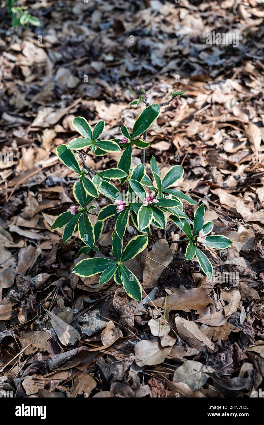 Piccola pianta di daphne odora che fiorisce in un giardino domestico in Alabama, Stati Uniti. Foto Stock