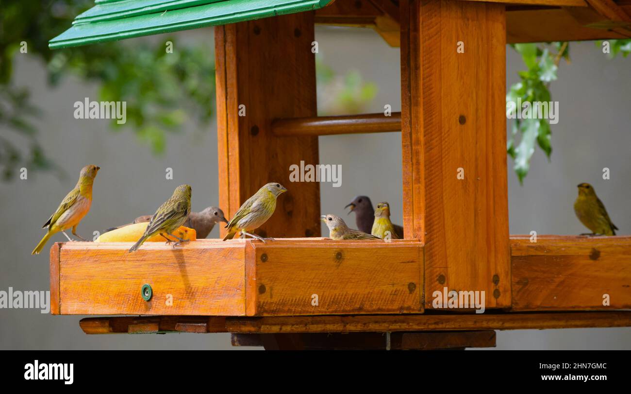 Canarinhos (sicalis flaveola) Foto Stock