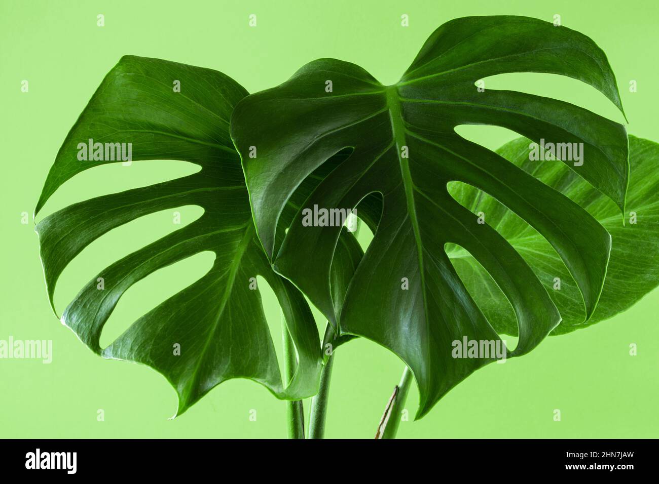 Foglie verdi di monstera su sfondo pastello colorato. Pianta tropicale alla moda. Sfondo estivo per il design. Foto Stock