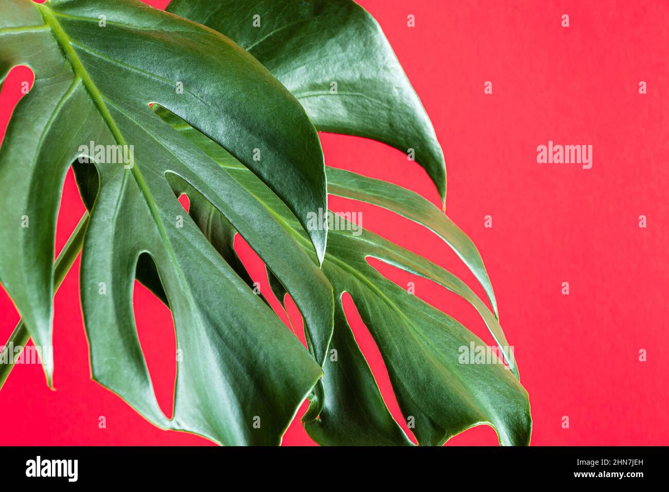 Foglie verdi di monstera deliziosa su sfondo rosa colorato. Pianta tropicale alla moda. Sfondo estivo per il design. Foto Stock