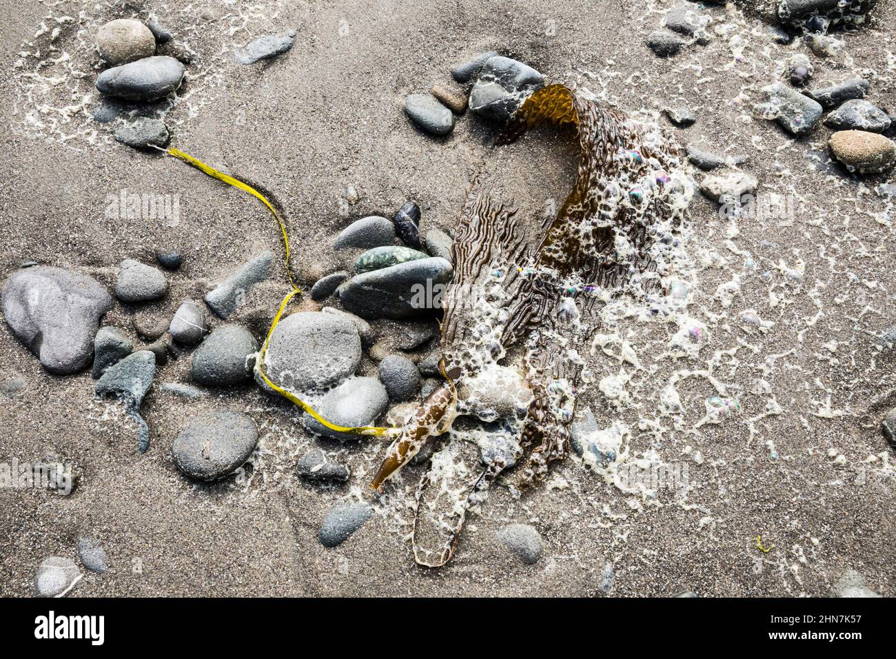Rocce, sabbia e kelp si sono lavate dall'oceano sulla spiaggia di Mosquito Creek, sulla costa olimpica di Washington. USA Foto Stock