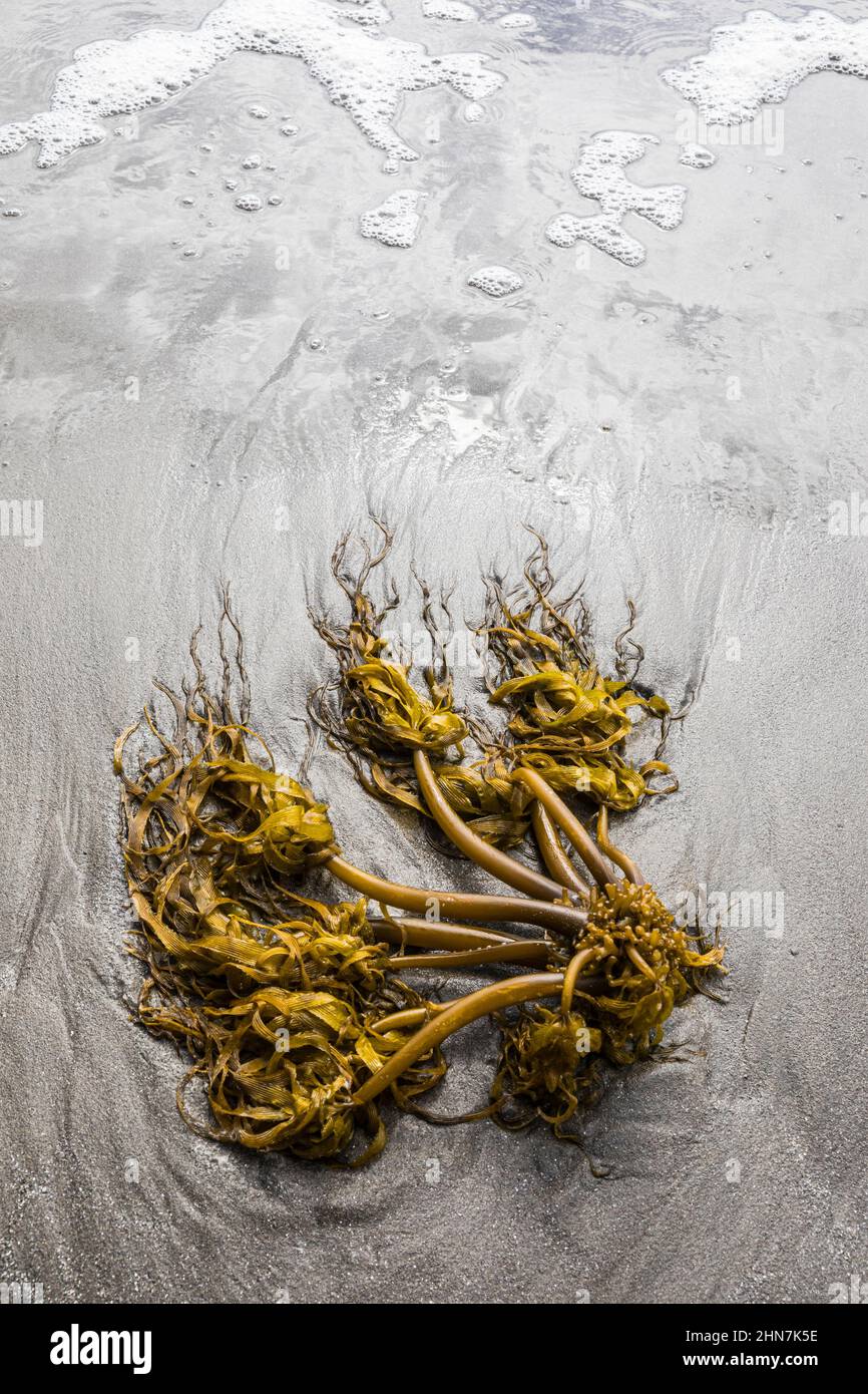 Il kelp si è lavato su una spiaggia di sabbia, Olympic Coast di Washington, USA. Foto Stock