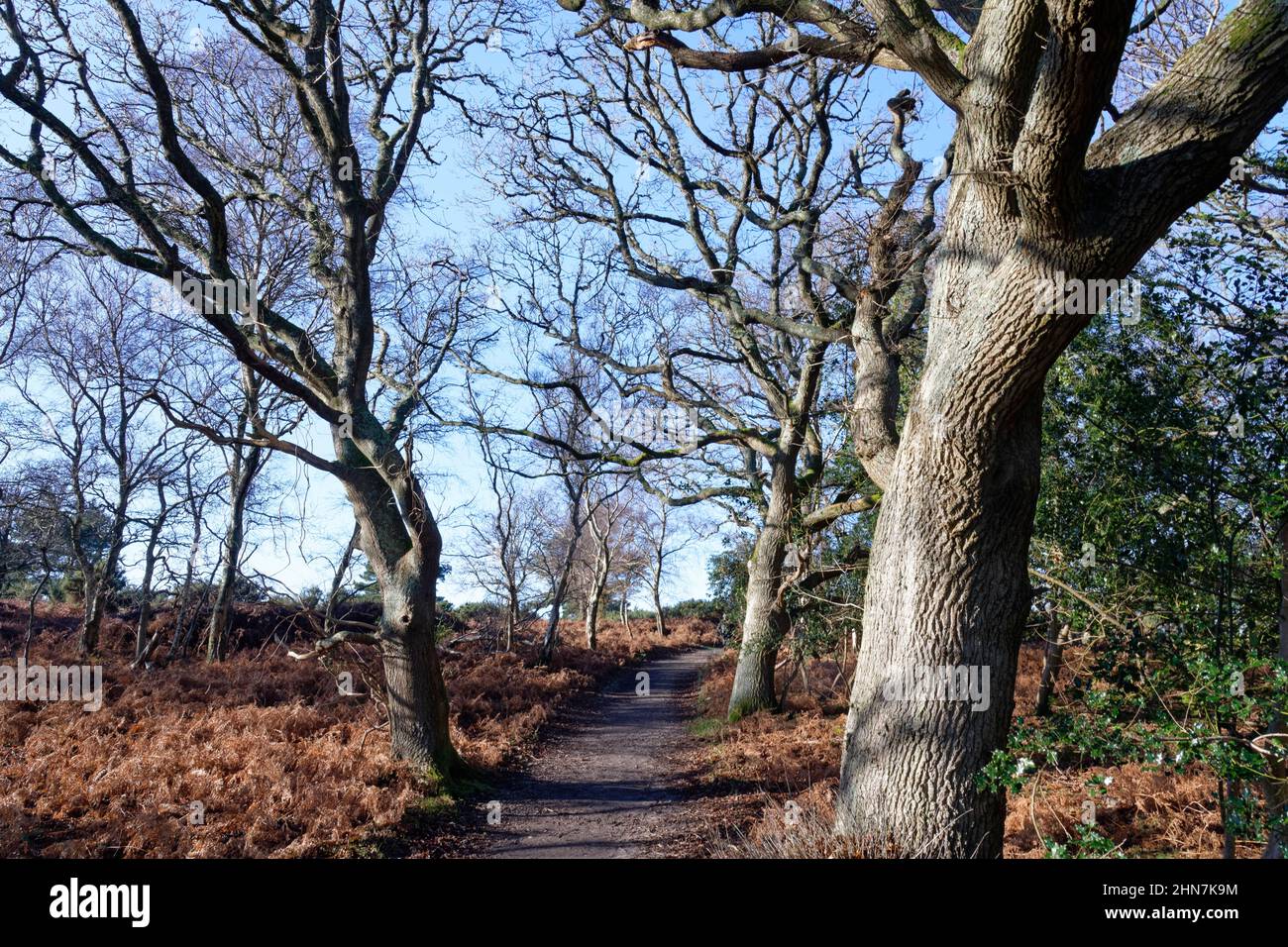 Percorso attraverso quercia inglese Quercus robur, antico bosco in inverno, RSPB Arne Nature Reserve, Dorset, UK, gennaio Foto Stock
