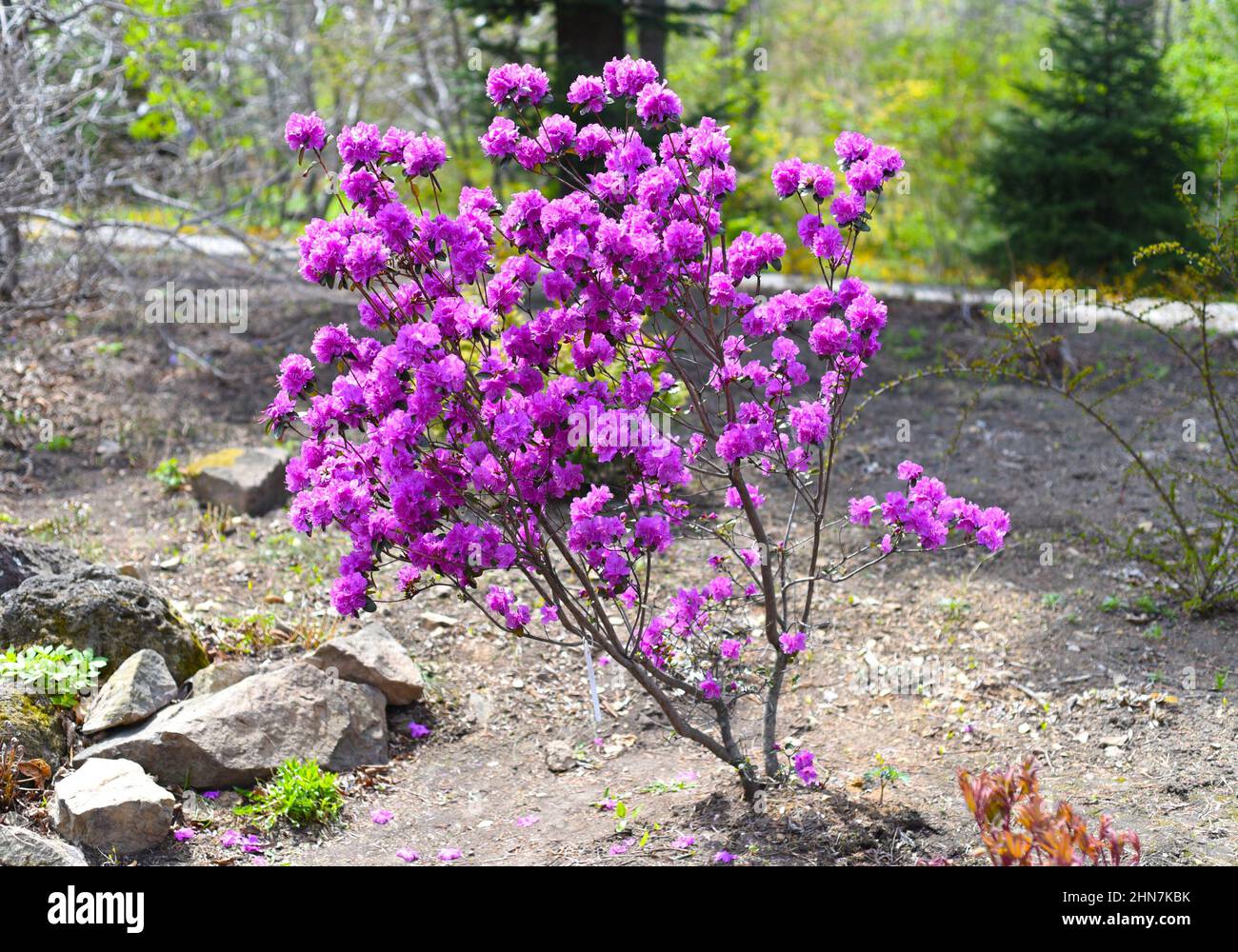 Rhododendron mucronulatum che cresce in Estremo Oriente della Russia in primavera Foto Stock