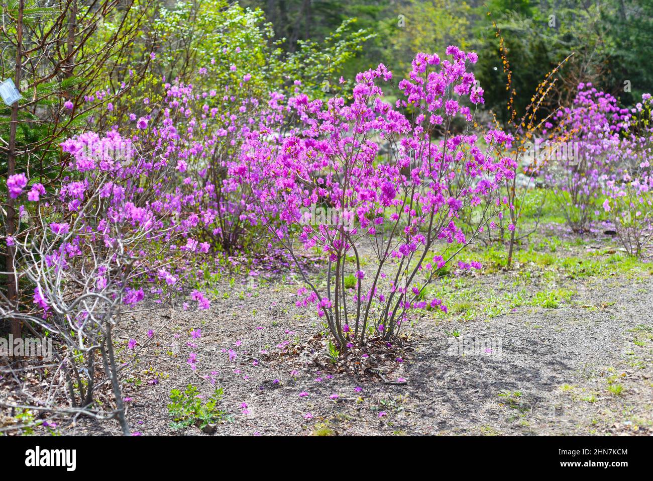 Rhododendron mucronulatum che cresce in Estremo Oriente della Russia in primavera Foto Stock