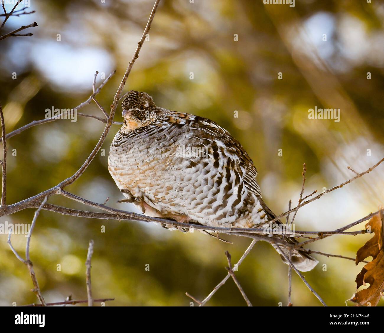 Un ruffed Grouse, Bonasa umbellus, camminando su un ramo di albero sottile in una fredda giornata di inverno nelle montagne di Adirondack, NY USA Foto Stock