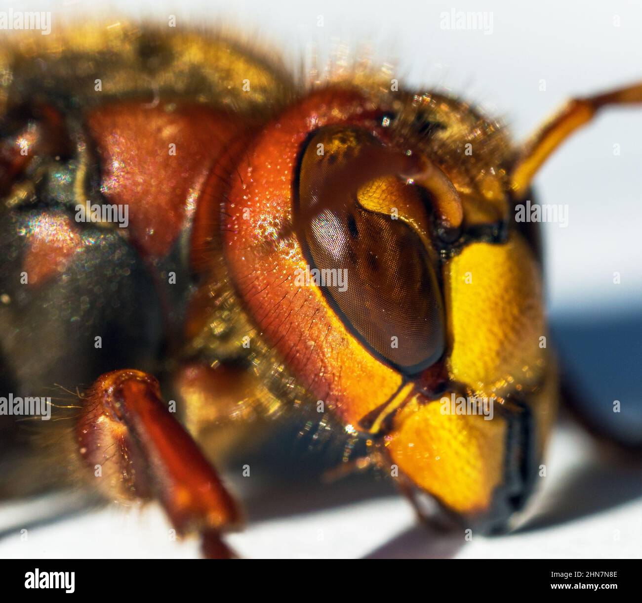 Particolare del calabrone europeo in latino Vespa crabro isolato sopra sfondo bianco Foto Stock