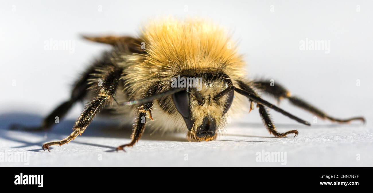 bumblebee insetto isolato su sfondo bianco Foto Stock
