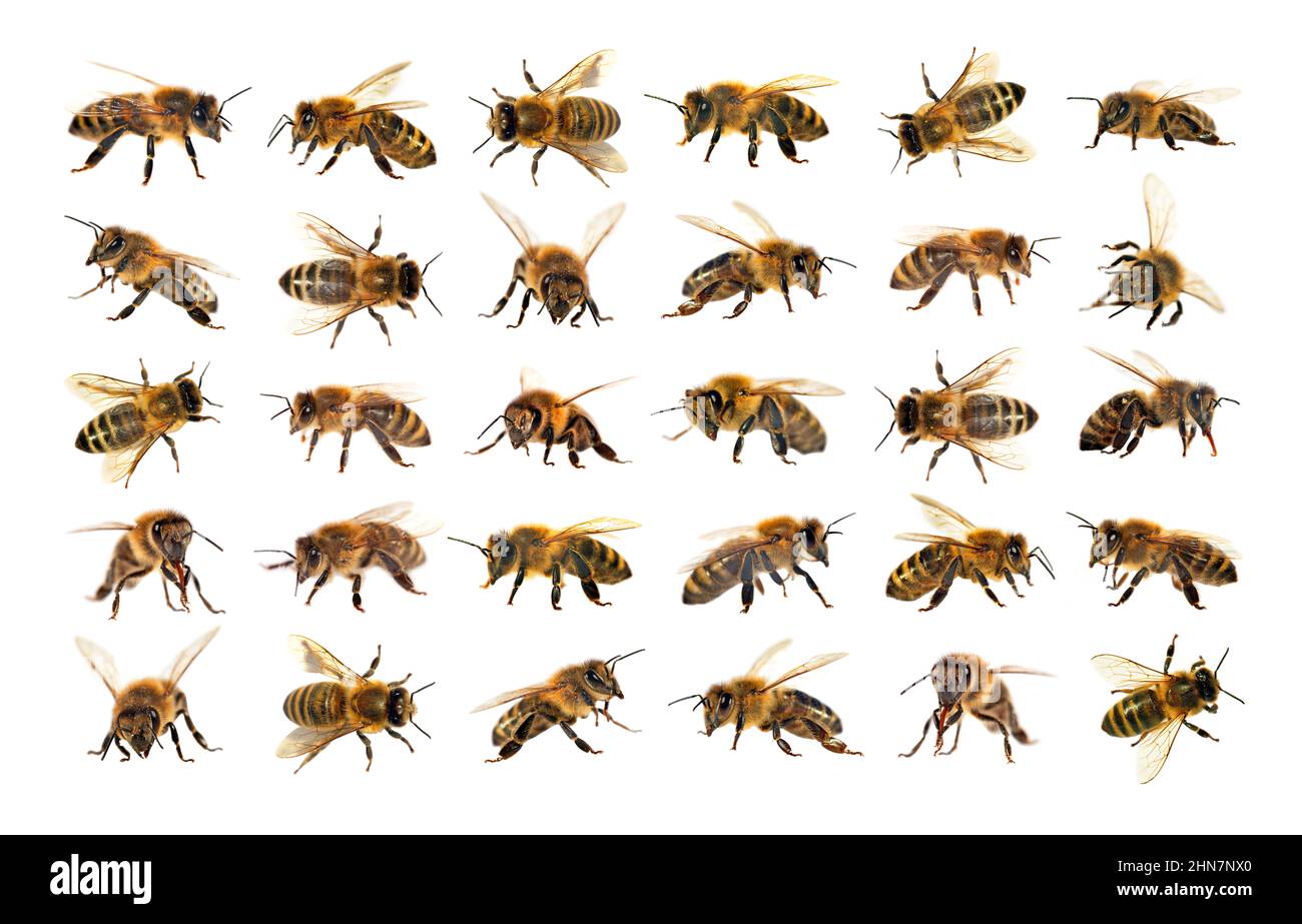 Gruppo di api o di api in latino Apis mellifera, api da miele europee o occidentali isolate su sfondo bianco, api da miele dorate Foto Stock