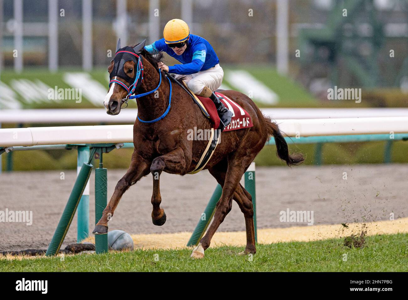 Takarazuka, Hyogo, USA. 13th Feb 2022. 13 febbraio 2022: African Gold #11, indetto da Kyosuke Kokubun, vince il Kyoto Kinen all'ippodromo di Hanshin il 13th febbraio 2022 a Takarazuka, Hyogo, Giappone. Kaz Ishida/Eclipse Sportswire/CSM/Alamy Live News Foto Stock