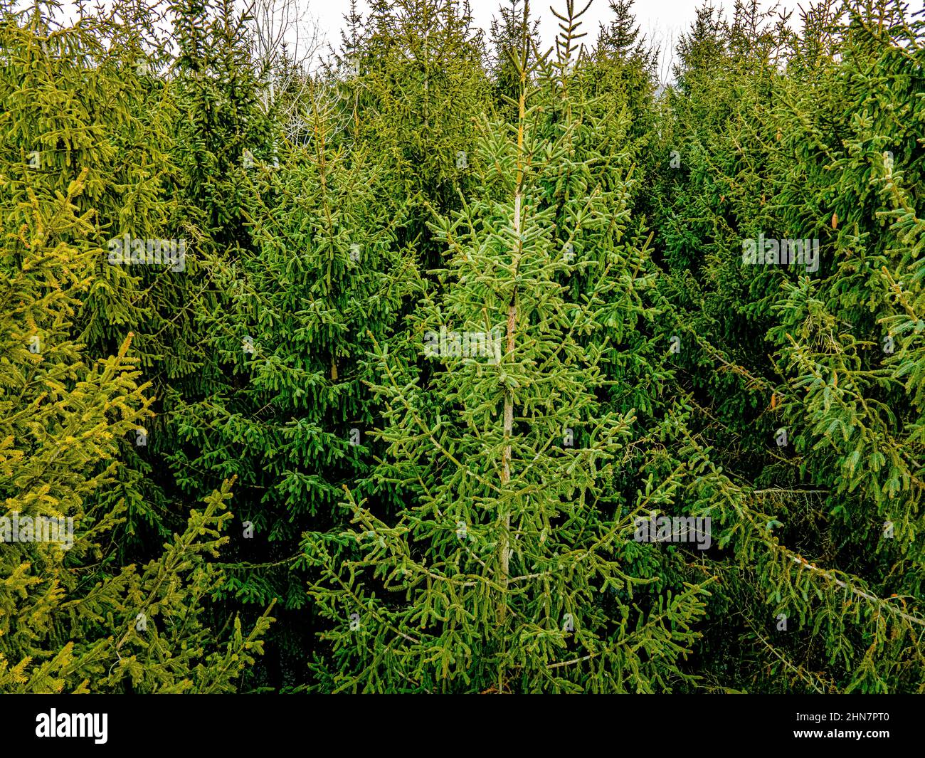Alberi di pino vibranti in inverno Foto Stock