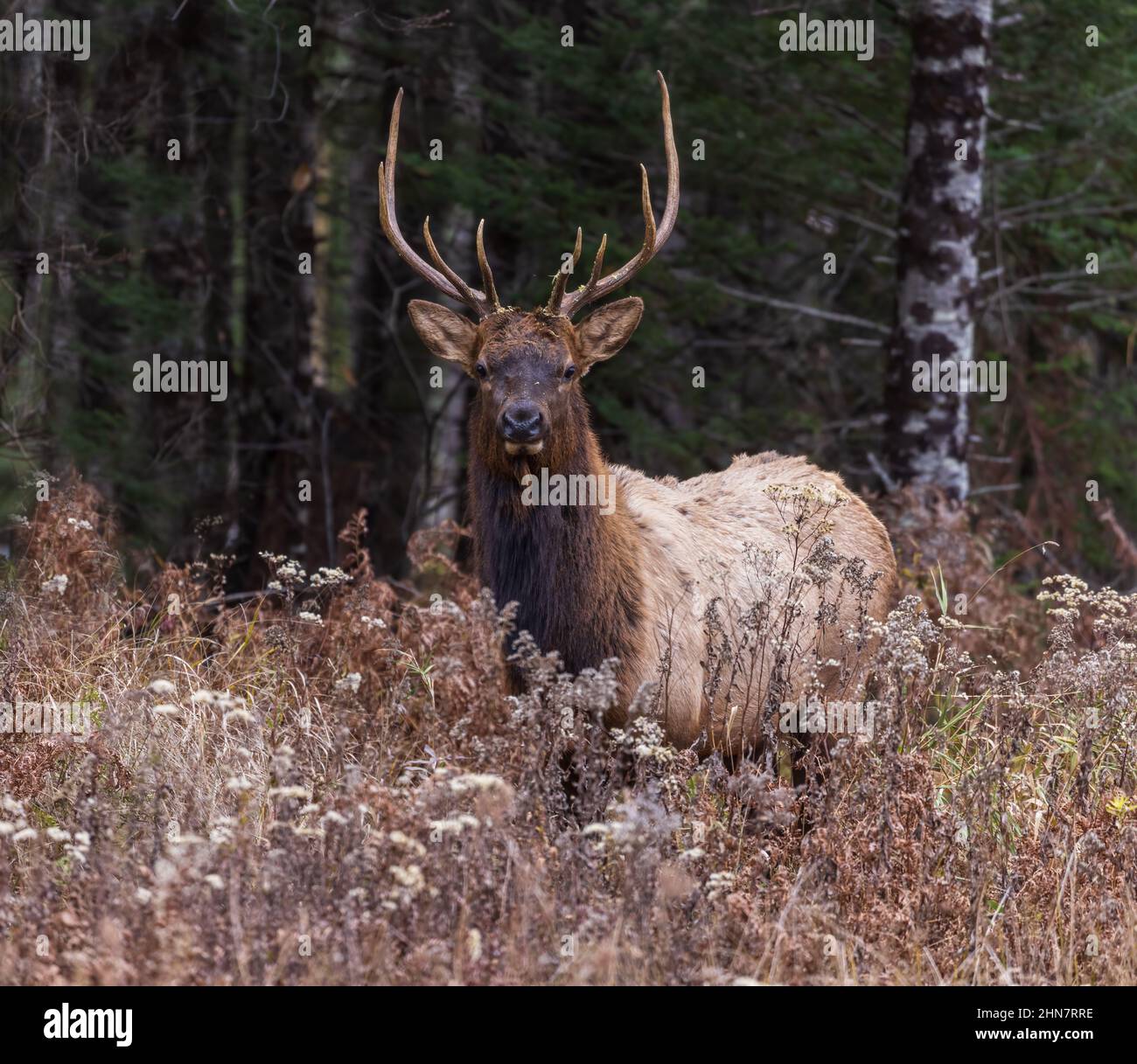 Alce toro nel Wisconsin settentrionale. Foto Stock