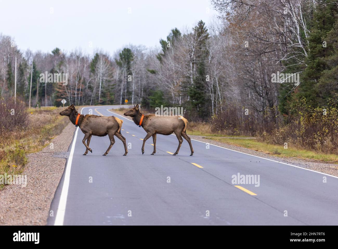 Due alci femminili attraversano la strada a Clam Lake, Wisconsin. Foto Stock