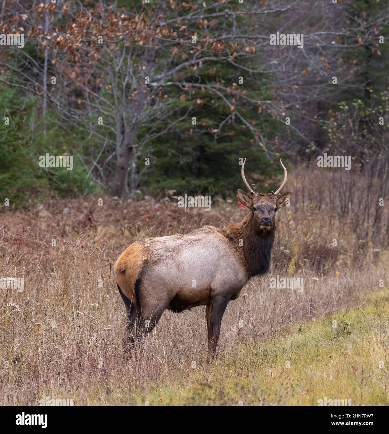 Spike Elk a Clam Lake, Wisconsin. Foto Stock