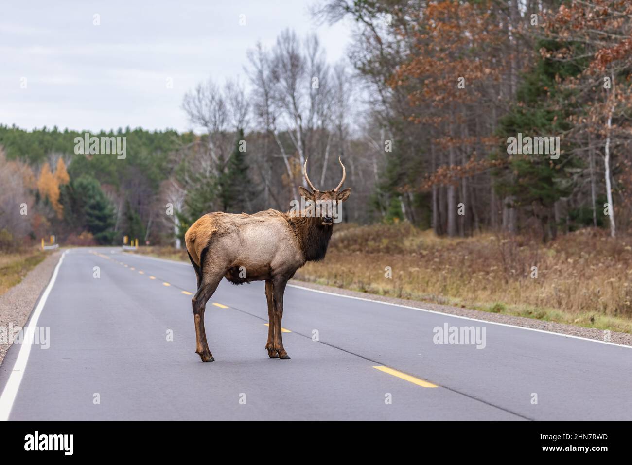 Spike Elk che attraversa l'autostrada GG a Clam Lake, Wisconsin. Foto Stock