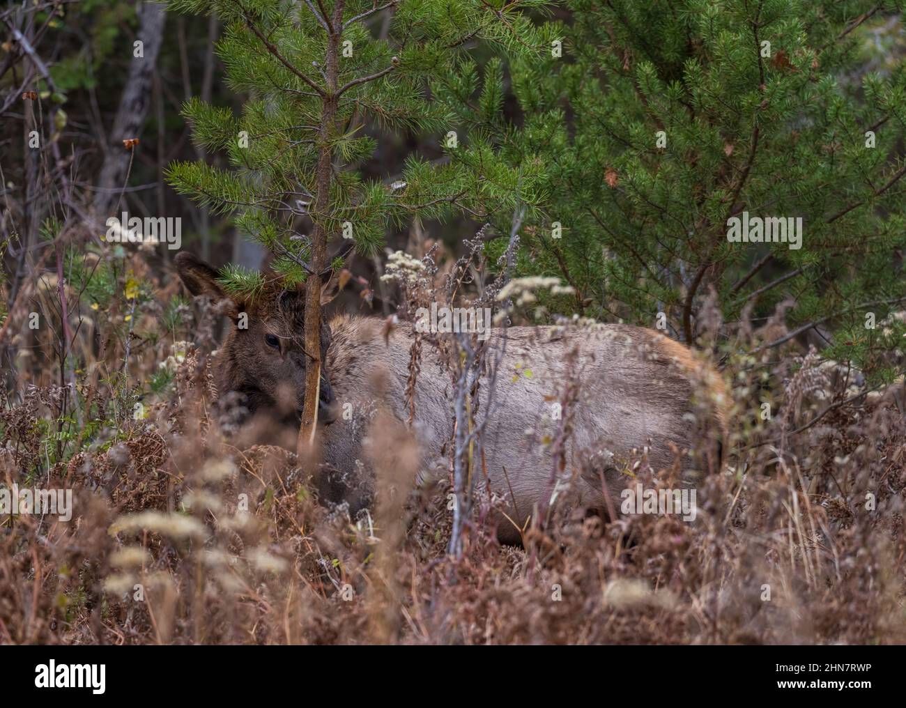 Profumo di vitello Elk che segna un pino nel Wisconsin settentrionale. Foto Stock