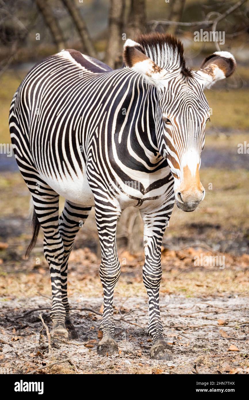 Primo piano ritratto di zebra carina in piedi all'aperto Foto Stock