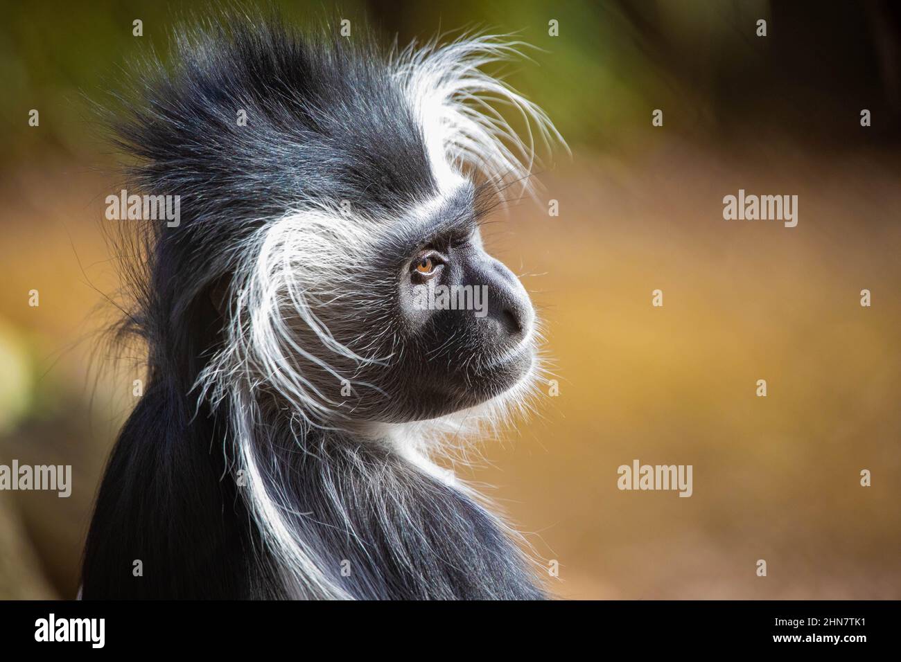 Carino testa di scimmia colobus in primo piano ritratto alla luce del giorno Foto Stock