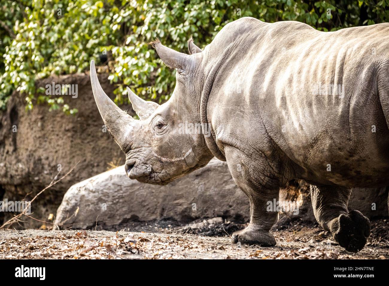 Grande ritratto di rinoceronte bianco da vicino con due corna al giorno Foto Stock