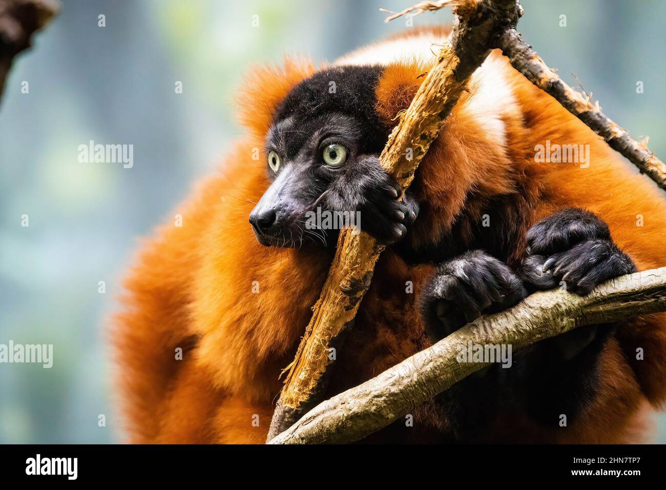 Primo piano ritratto di simpatico lemure rosso-ruffed seduto su albero Foto Stock
