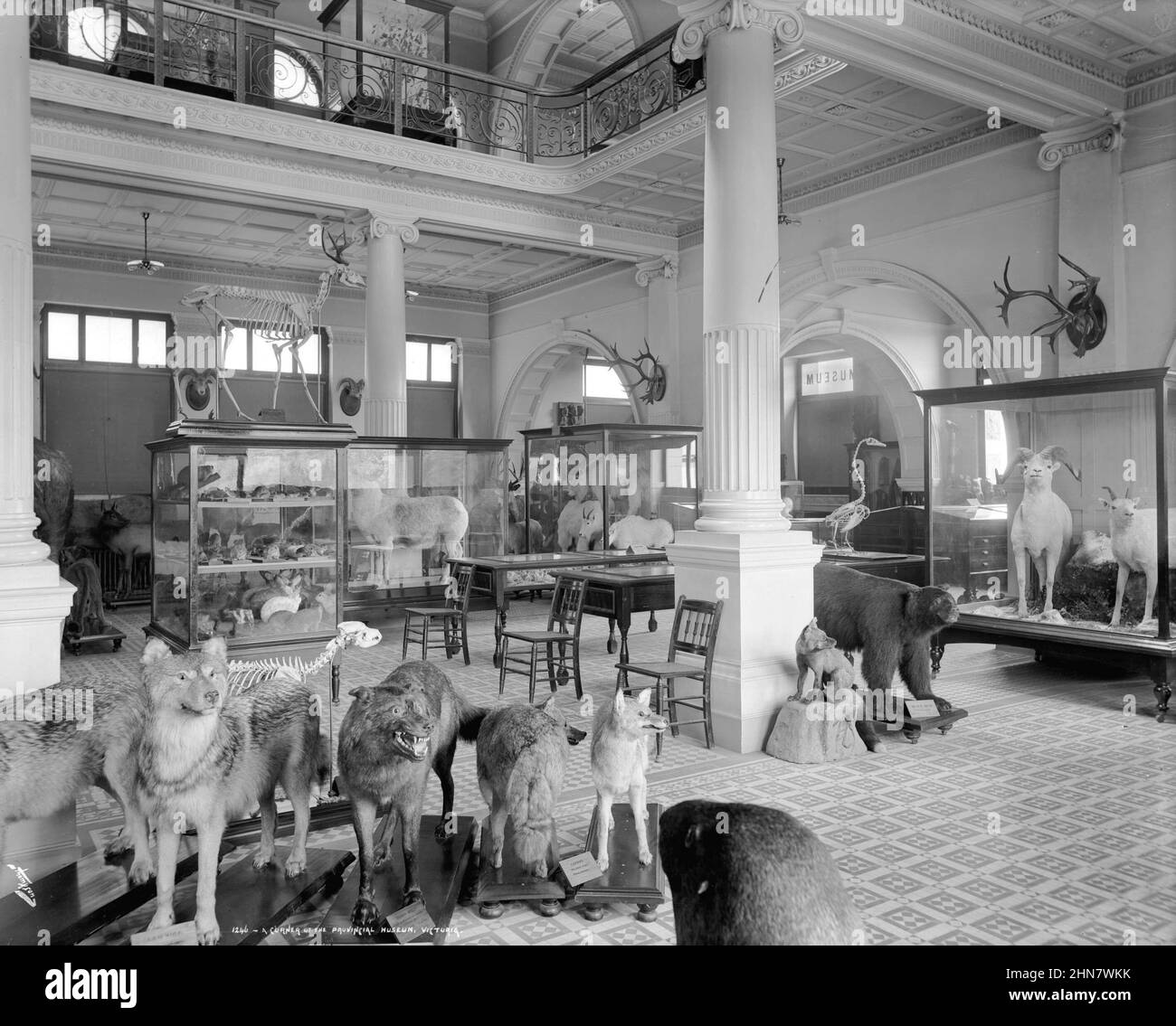 Fotografia vintage in bianco e nero ca. 1903 animali tassidermied in una galleria del Museo Provinciale, Victoria, British Columbia, Canada Foto Stock