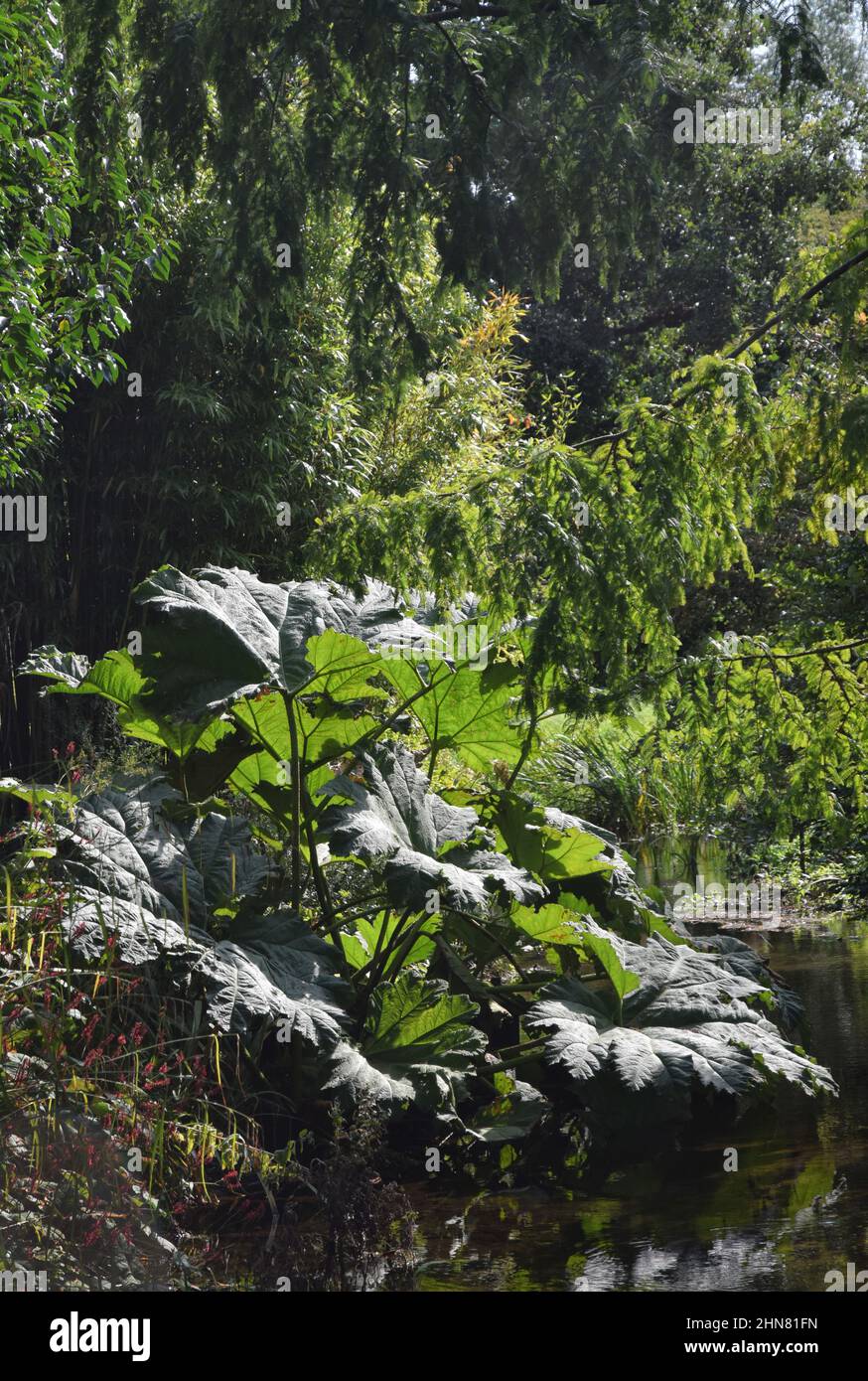 rabarbaro gigante, manicata gunnera Foto Stock