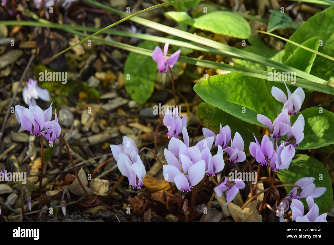 ciclamino fiorito tra le foglie d'autunno Foto Stock