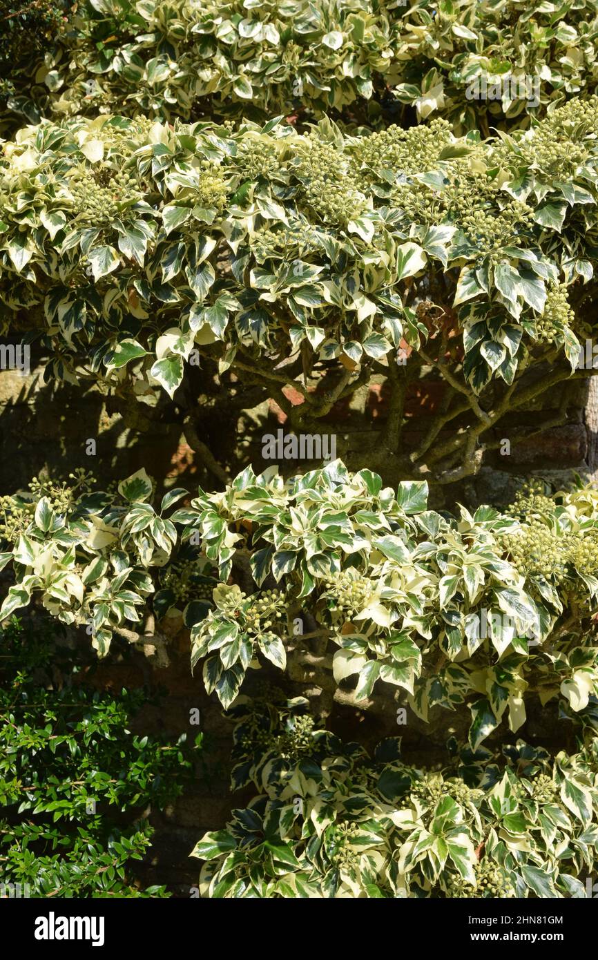 in autunno, in inghilterra, si lascia la quercia idrangea Foto Stock