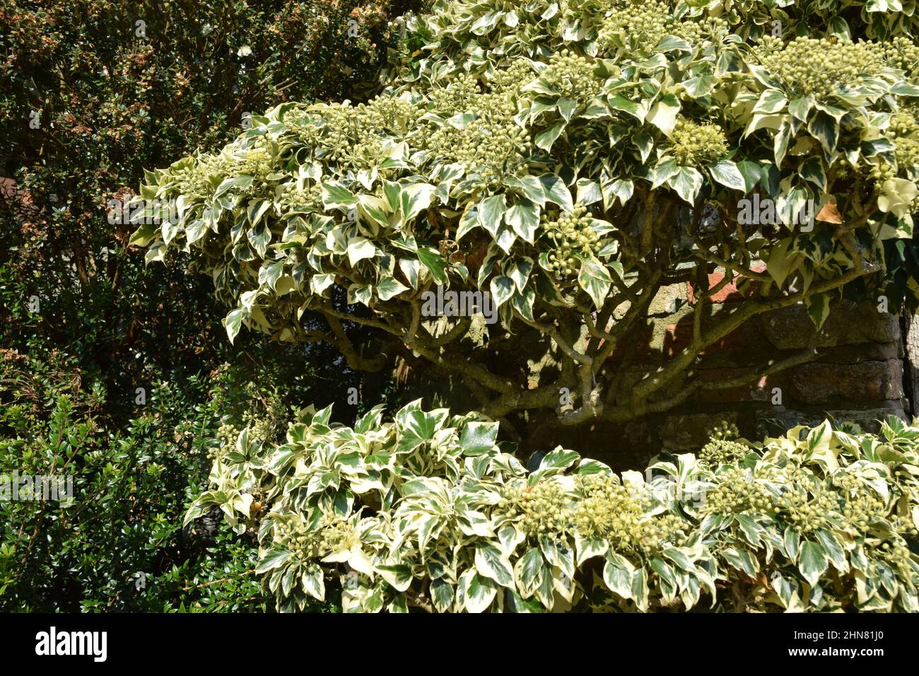 in autunno, in inghilterra, si lascia la quercia idrangea Foto Stock