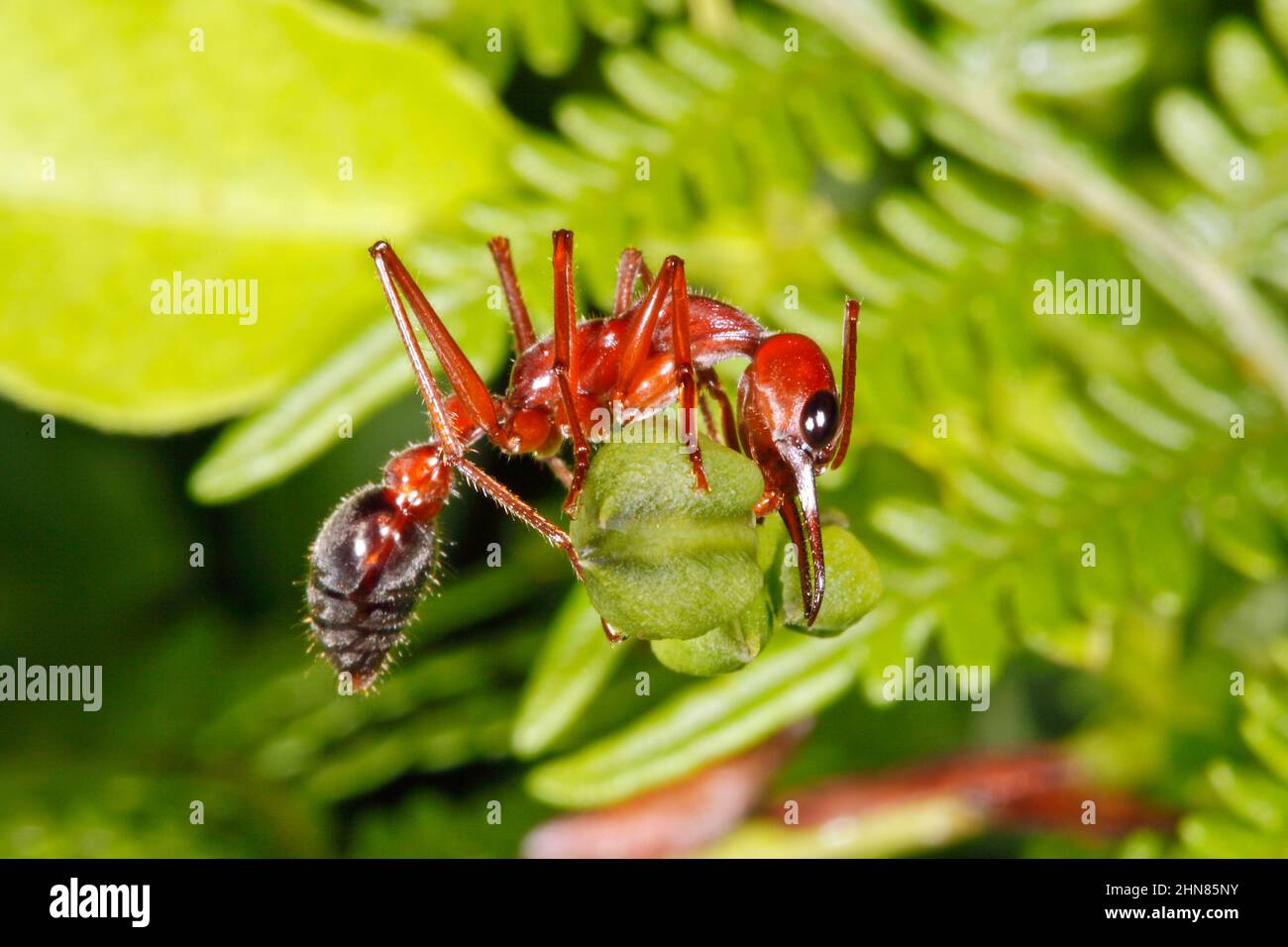 Toro gigante ANT, Myrmecia brevinoda o Myrmecia gratiosa. Conosciuto anche come Giant Brown Bull ANT e Bulldog ANT. Queste sono una delle formiche più grandi nel Foto Stock