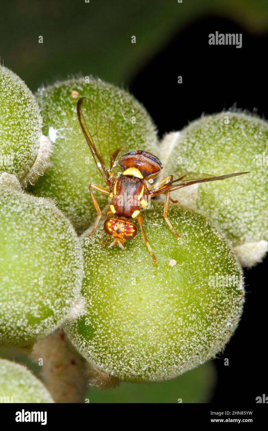 Frutti di tabacco selvatico Fly, Bactrocera cacuminata. Questa mosca di frutta vive su Solanum mauritianum. Coffs Harbour, New South Wales, Australia Foto Stock