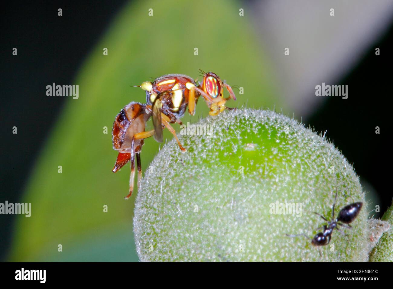 Frutti di tabacco selvatico Fly, Bactrocera cacuminata. Questa mosca di frutta vive su Solanum mauritianum. Coffs Harbour, New South Wales, Australia Foto Stock