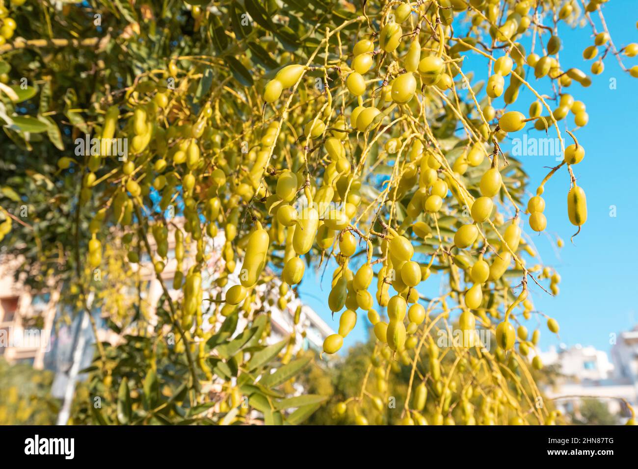 Albero pagoda giapponese con fagioli maturi che crescono nel parco cittadino. È pianta di medicina molto popolare Foto Stock