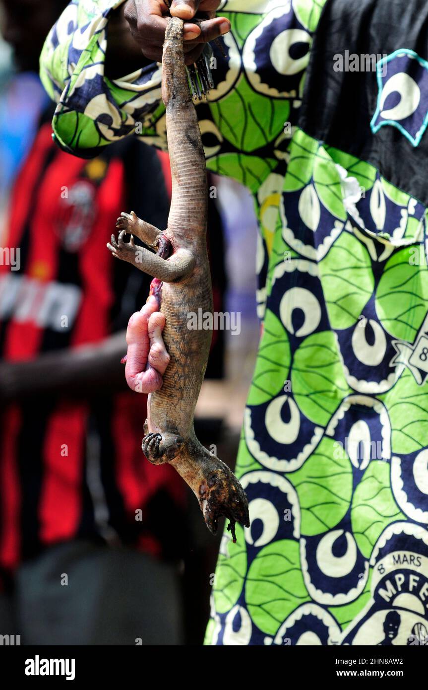 Le lucertole sono una popolare carne di bushmeat in Benin, Costa d'Avorio e Burkina Faso. Foto Stock