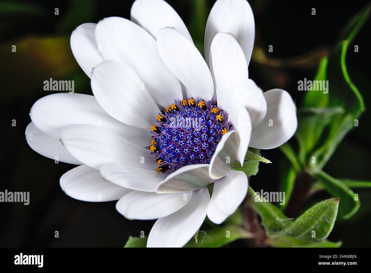 Margherite africana mezza fiore aperto. Foglie verdi su sfondo nero sfocato. Macrofotografia con ombre molto contrastate. Foto Stock