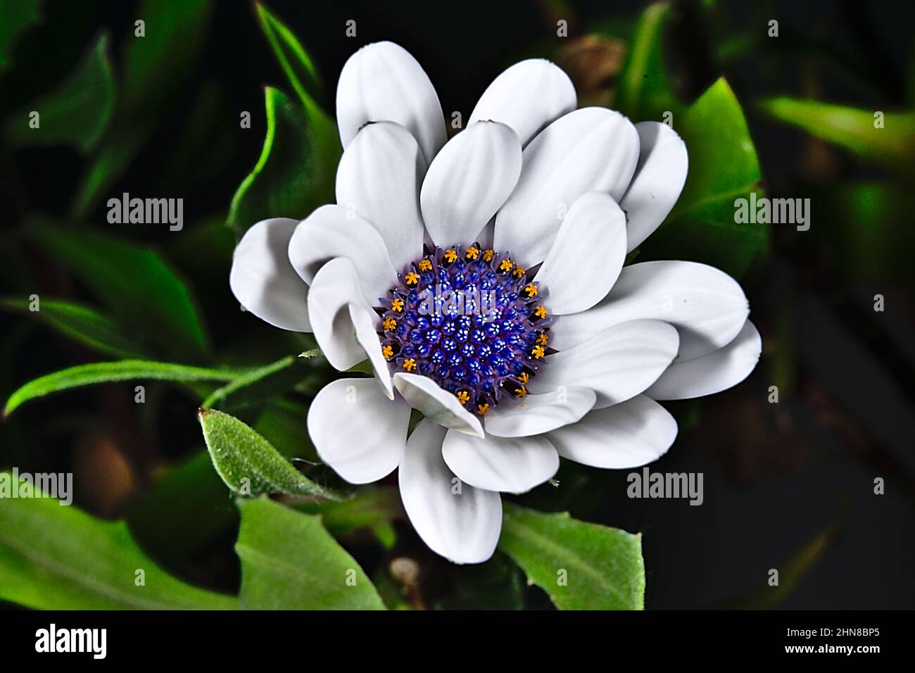 Margherite africana mezza fiore aperto. Foglie verdi su sfondo nero sfocato. Macrofotografia con ombre molto contrastate. Foto Stock