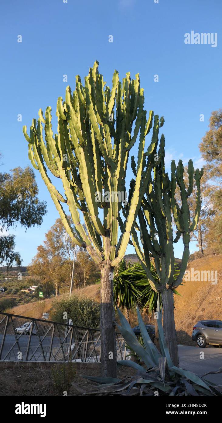 Grande cactus di albero di candelabro contro il cielo blu nel sole d'autunno andaluso Foto Stock