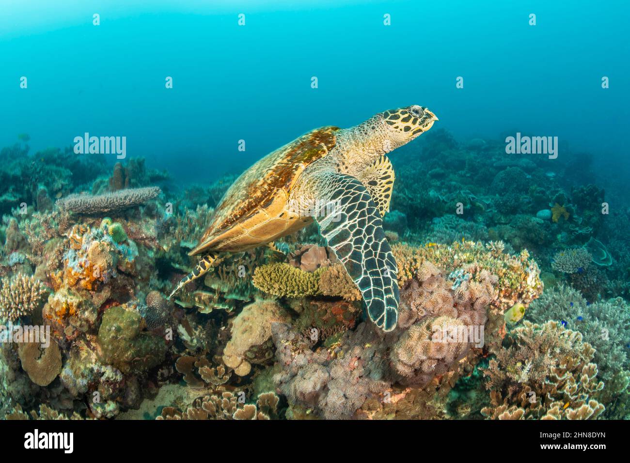 Eretmochelys imbricata, una tartaruga di Hawksbill in pericolo di estinzione critica, si affaccia su una barriera corallina nelle Filippine, nell'Oceano Pacifico. Foto Stock